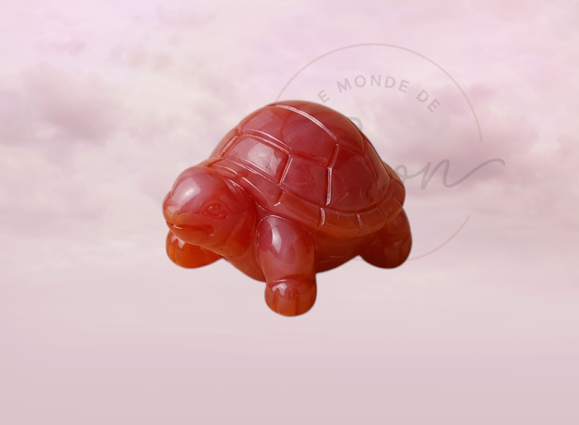 Tortue